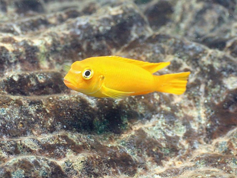 Pseudotropheus johannii 'Gome'